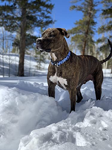 Camo Dog Collar (Small, Blue) #TOP5
