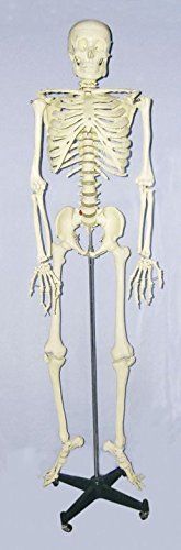 ISG - Esqueleto con marco, tamaño real Cover