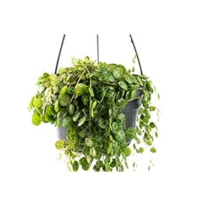 String of Turtles | Onrooted snijdingen 5 onrooted snijdingen