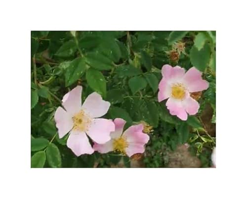 Pezzi - 10x Rosa Canina Rosa Selvatica Giardino Piante - Seme ID1556 - Seeds & Plants Shop by Ipsa