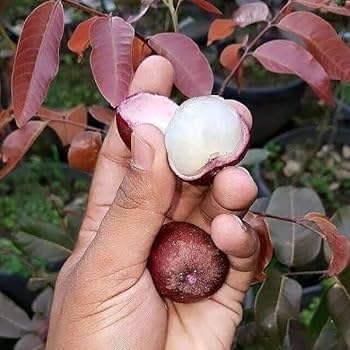 Grafted Red Rubi Longan Dragon Eye Plant | Exotic All Season Hybrid Live Fruit Plant for Outdoor & Terrace Gardening-image-40