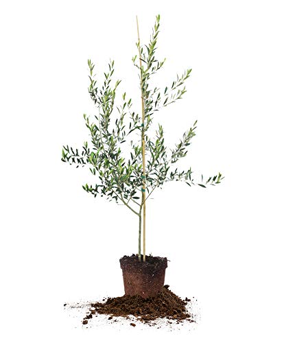 Arbequina Olive Tree - Live Plant, Includes Special Blend Fertilizer & Planting Guide