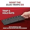 Tomcat Rat Trap with Immediate Grip Glue for Rats, Mice, Snakes, Cockroaches, Spiders, and Scorpions, Ready-To-Use, 2 Traps #5