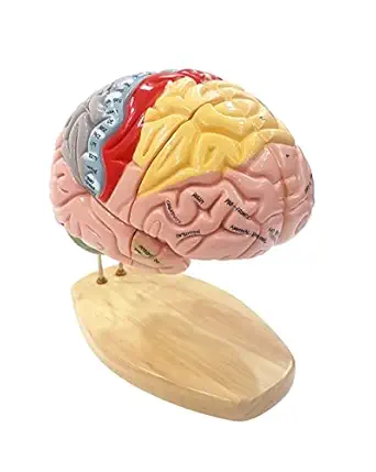 TeachingNest ZX | Brain Model Deluxe Enlarged 4 parts PVC | Anatomical Model for Medical students, doctors and educators | Multicolor