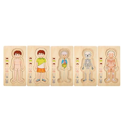 Zerodis Estructura del Cuerpo Humano Juguete de Rompecabezas, Ladrillo de Madera Educativo temprano No tóxico Ambientalmente amigable Juguete de ladrillo para bebés(Boy)