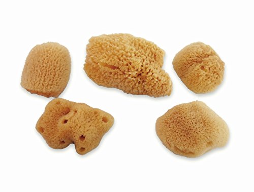 Constantia Pets Hermit Crab Real Sea Sponges - 5 Pack Unbleached, Provides Nutrients, Safer Drinking And Helps Maintain Habitat Tank Humidity #TOP1