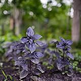 semillas de albahaca perenne resistente, Comprar (Ocimum basilicum) exterior 300pcs