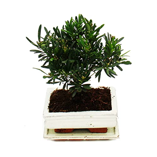Exotenherz - Bonsai Stenen rasp - Podocarpus macrophyllus - ca. 6 jaar - bolvorm - Afbeelding 4