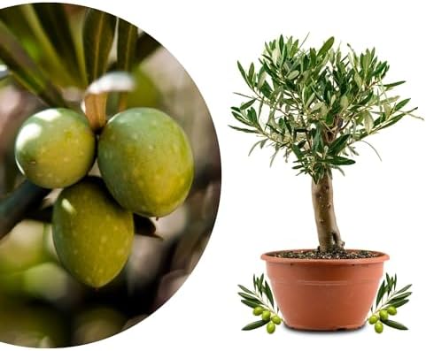 Meine Orangerie Olivo bonsái – olivo auténtico – Olea Europaea – ...