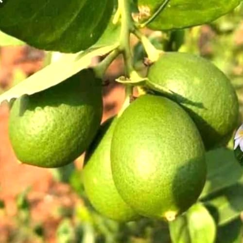 Image of Baramasi Grafted Hybrid Lemon Plant (Kagzi Nimbu) - All Season Fruit Bearing Citrus Tree | High Yield, Fast Growing Live Lemon Plant for Home Garden, Terrace & Balcony Gardening