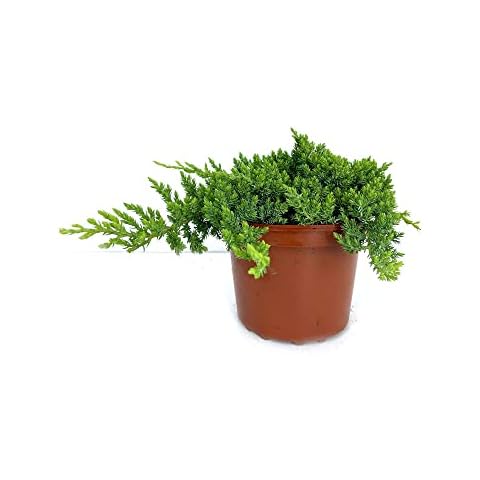 Planta natural Juniperus rastrero 2.5L Cover