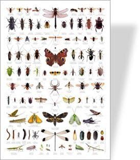 Buzz Minibeasts / Bugs Educational Poster - Over 100 Common Minibeast Images