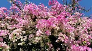 Image of Rare Bougainvillea Live Flower Plant || Healthy Live Plant with Grow Bag & Secure Packing || Beautiful Flower Garden Decoration (2in1)