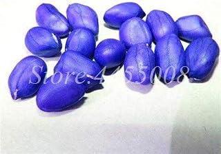 Seeds. 10 PCs/Organic Mixed Bag Bonsai Arachis Hypogaea Rare of Vegetable Heerloom Peanut Plan in Vase for The House Flower Pot: 5: Only Seeds