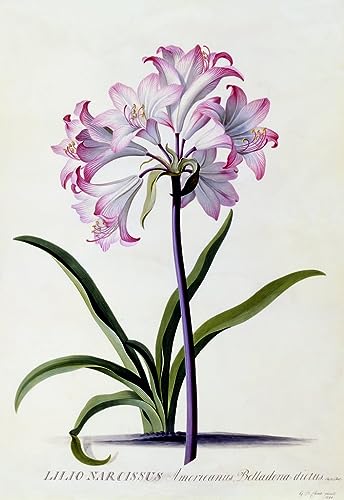 Impression sur toile unique de Georg Dionysius Ehrlich en 60x90cm