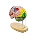 Teaching Model Tools,2X Life-Size Human Brain Anatomy Model with Labels 4-Parts for Learning Science Classroom Study Display Medical Model,9 Colors to Identify Brain Functions for