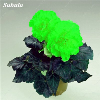Graines de bégonia bonsaï Mélange de couleurs Hybrida Voss Lanternes Fleurs Begonia Malus Spectabilis Bonsaï chinois Décoration de jardin Paquet de 500 graines