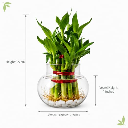 PlantsMart Two Layer Lucky Bamboo with Glass Pot - Image 5