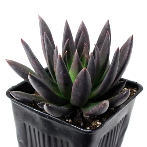 Echeveria Black Knight Succulent Plants, 2 Inch Live Indoor House Plants, Set of 2