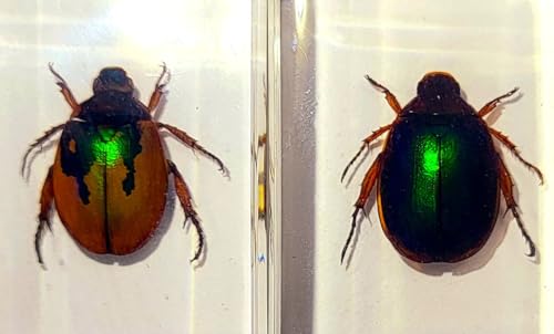 Image of Pair 44mm Real Christmas Beetles in Crystal Clear Lucite Resin Specimen Orange Green Preserved Various Animal Insect Bug Taxidermy Collection for Biology Science Education & Desk Ornament Display