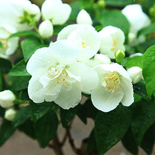 Amazon | 庭木・植木：バイカウツギ(梅花空木)ばいかうつぎ ポット 