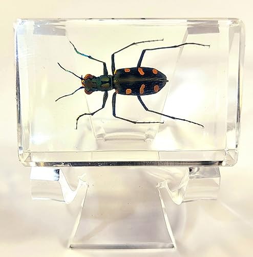 Image of 44mm Real Indonesian Tiger Beetle in Crystal Clear Lucite Resin Crafts Specimen Preserved Various Animal Insect Bug Taxidermy Collection for Biology Science Education & Desk Ornament Display Supplies