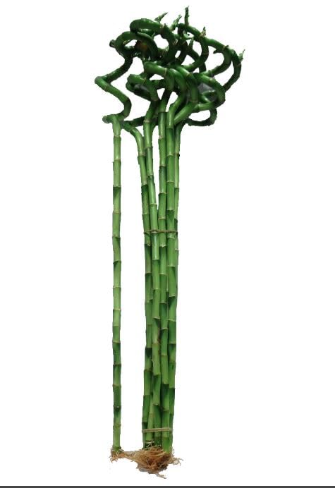 3 number of 70 cm Long Lucky Bamboo sticks for Feng Shui or Gifts (Fresh Green, 70cm height) for Indoor Home Decoration and Good Luck. Best for office Decoaration.