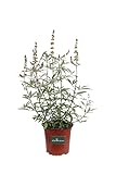 eGarden.store