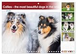 Collies - the most beautiful dogs in the world (Monthly Wall Calendar 2026 11.7" x 16.5" (open)), CALVENDO 14 Month Calendar
