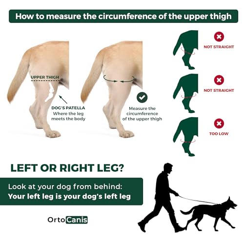 Ortocanis - Kniebandage Hund Hinterbein für das rechte Bein - Hergestellt aus Neopren ARD - Bei Kreuzbandriss, Bänderverletzungen, Patellaluxation oder Osteoarthritis - Größe Medium (11,5-12,2')