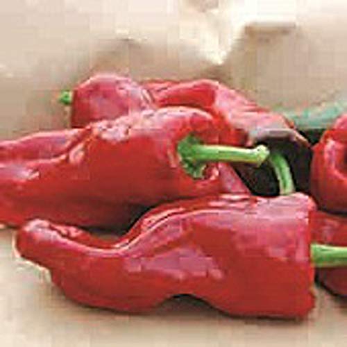 Melrose Sweet Peppers Seeds (((50 Seed Packet))) (More Heirloom, Organic, Non GMO, Vegetable, Fruit, Herb, Flower Garden Seeds at Seed King Express)