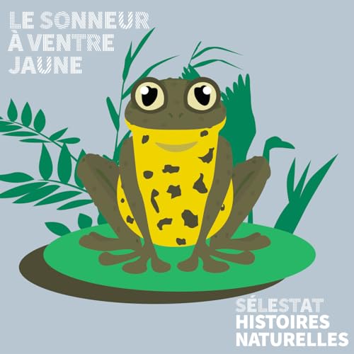Histoires naturelles : le sonneur &agrave; ventre jaune