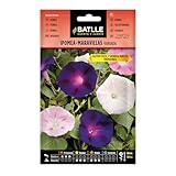 BATLLE Ipomea Maravillas Trepadora – Bolsa de Semillas para Plantar – Flores Anuales Trepadoras para Rejas, Pérgolas, Balcones y Jardín