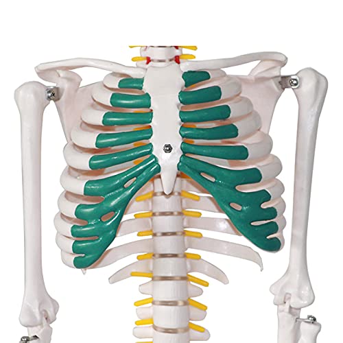 Esqueleto humano de 85 cm con soporte metálico y extremidades extraíbles 5