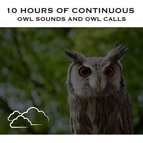 10 Hours of Continuous Owl Sounds and Owl Calls White Noise Radiance Digital Music
