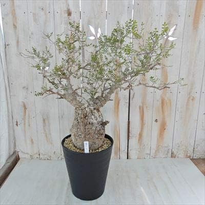 最も優遇 多肉植物 Caオペルクリカリア パキプス 現品販売 02 10 多肉植物 コーデックス 人気商品再入荷 Youwefashion Com 最も優遇 多肉植物 Caオペルクリカリア パキプス 現品販売 02 10 多肉植物 コーデックス 人気商品再入荷 Youwefashion Com