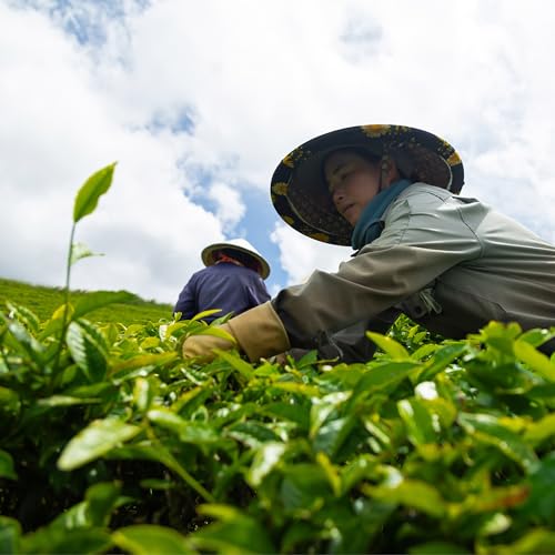 Té Oolong Matcha 30 g en lata miniatura 7
