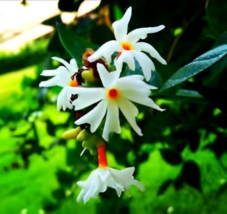 Image of Live 12 months flowering Parijat /Baromasi flowering | Harsingar live Plant & Tree | Night Flowering Jasmine | Night Queen Highly Fragrant Plant | Pack of 1 (harsingar plant)