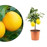 Meine Orangerie