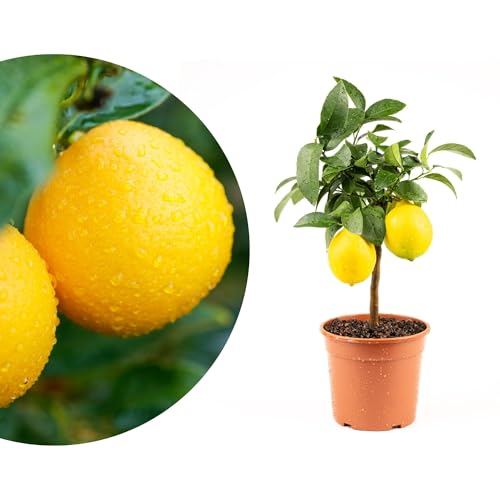 Meine Orangerie Mini-Zitruspflanze im Ø15 cm Topf – Calamondin, Kumquat, Chinotto, Zitrone u.v.m. – Höhe inkl. Topf ca. 40–50 cm – Mediterranes Flair für Balkon & Wohnung (Meyer Zitrone)