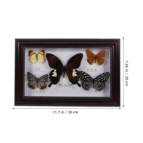 Cadre spécimen d'insecte véritable bois décoration murale salon