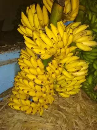 Cloud Farm Live Plant Exotic Fruit Sweet Yellow Banana Rare All Season (1 Healthy Live Fruit Plant) CF_55 (B0BDXPLN6L) Amazon Price History, Amazon Price Tracker