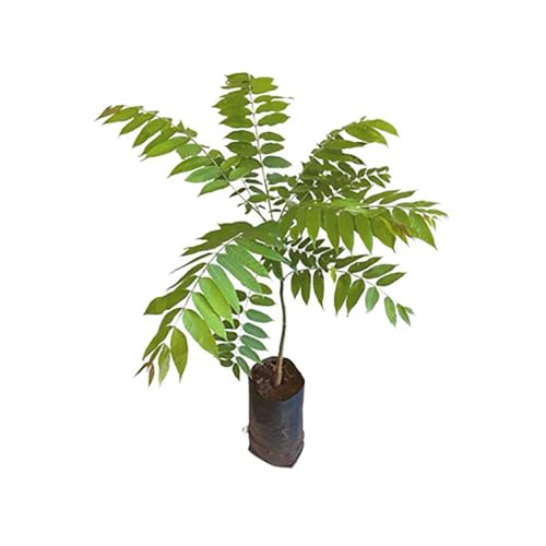 Genérico, Muda de Cedro Rosa 20 a 40cm AMK - Plantas Online