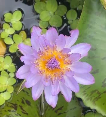 Indian Gardens - Waterlily live plant (Blue Leaf) (B09ZBFZJKP) Amazon Price History, Amazon Price Tracker