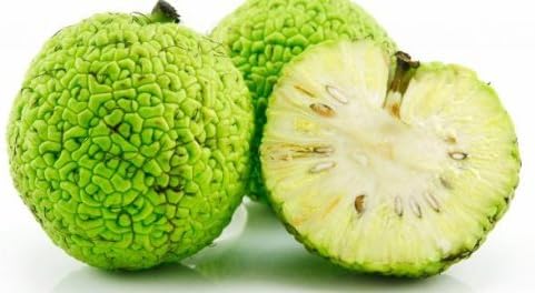 12 Hedge Apples, Osage Oranges, 100 Percent Organic. By Thunder Acres with Free Pair of Garden Gloves