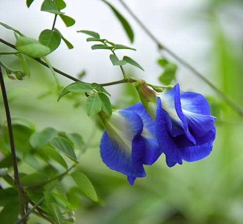 Image of Aparajita Plant (Butterfly Pea - Clitoria Ternatea) Live Flower Vine for Balcony & Terrace (Blue Double Petal)