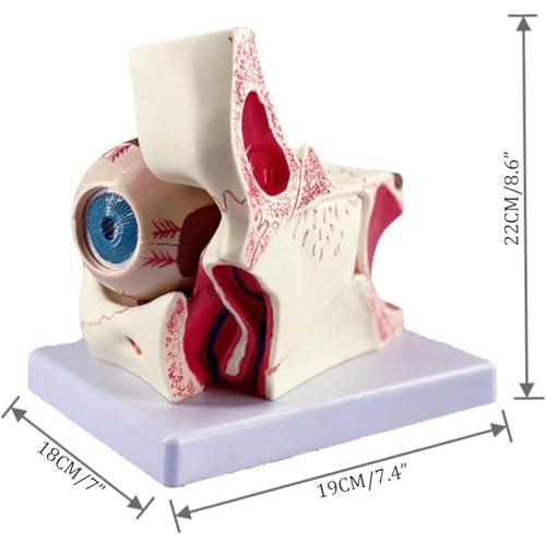 Modèle d'enseignement AMITD de l'eyeball 3D et orbite pour cours de médecine - 8