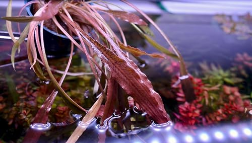 Cryptocoryne wendtii 'Pink Panter'- Pianta per
