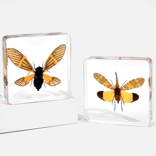 Image of Taxidermy Mantis Dragonfly Cicada, Real Insect Specimens in Resin Preserved, Clear for Closer-Look & Study, Science Educational Classroom Specimen, Unique Amazing Gift Ornament (D, 3.0x3.0x0.8-inch)