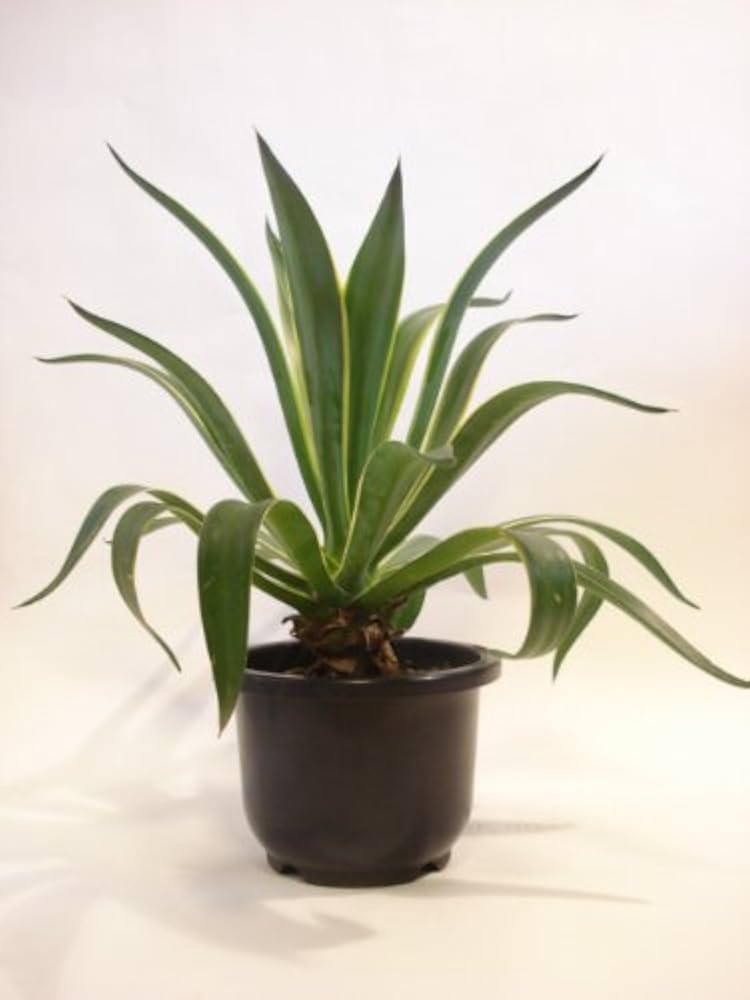 Amazon | アガベ・アメリカーナ／60cm前後（プラ鉢